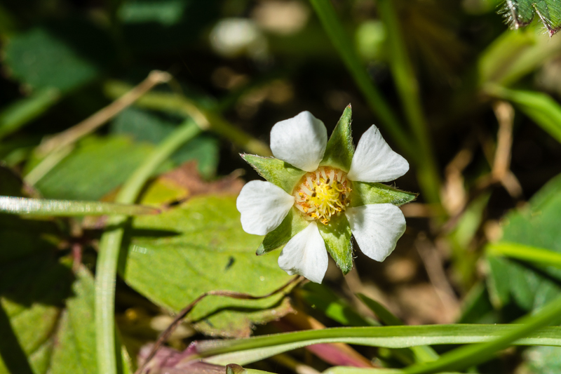 Potentilla sterilis / Potentilla sterile